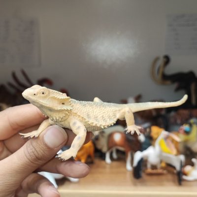 فیگور آفتاب پرست اورجینال