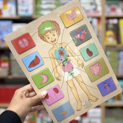 پازل چوبی اندام های داخلی دختر