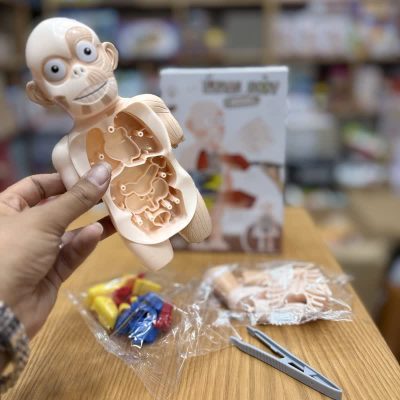 آناتومی اعضای بدن